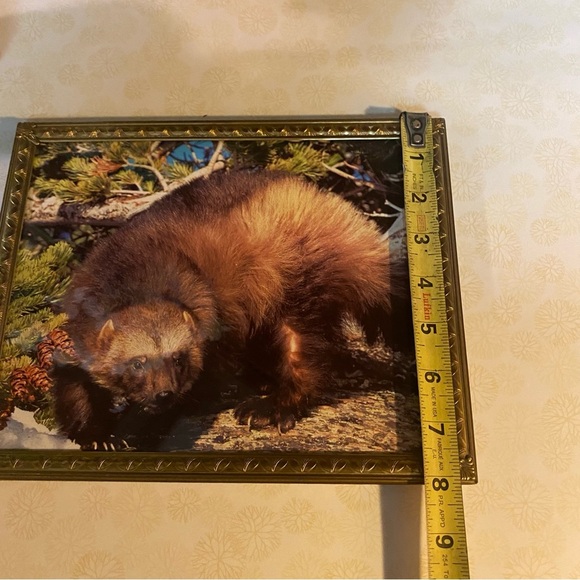 Vintage brass framed wildlife print of a beautiful wolverine wall hanging - Picture 4 of 5
